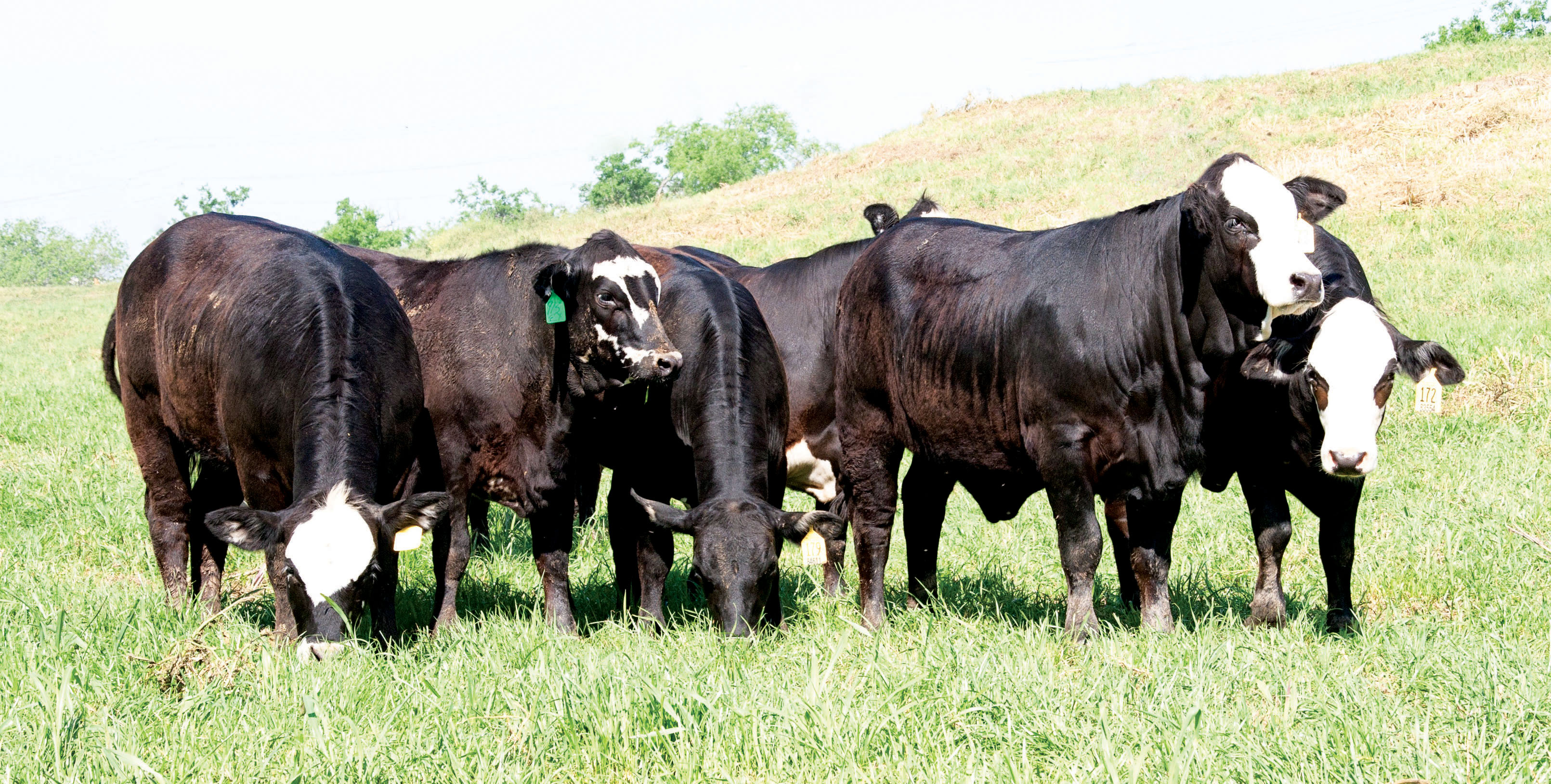 american cattle american marketing services cattle for sale bulls for sale commercial females american cattle american marketing services cattle for sale bulls for sale commercial females