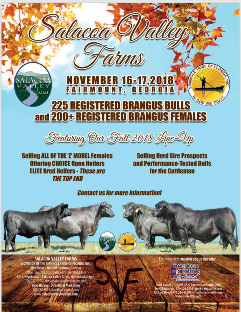Salacoa Valley Farms Registered Brangus Bull & Female Sale